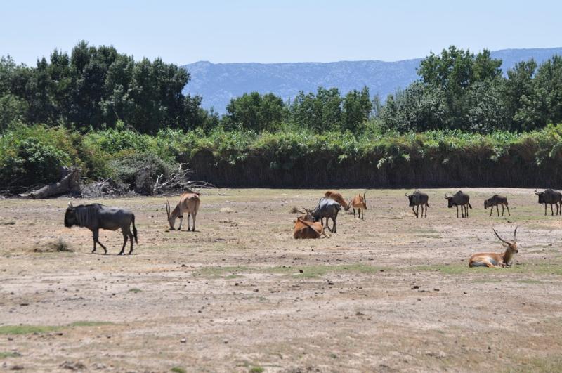Cobe de Lechwe - Gnou bleu