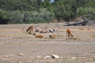 Cobe de Lechwe  - Oryx gemsbok - 2012
