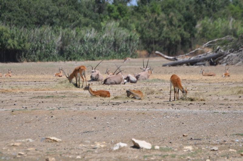 Cobe de Lechwe  - Oryx gemsbok