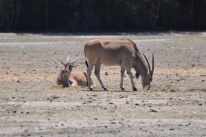 Eland du Cap