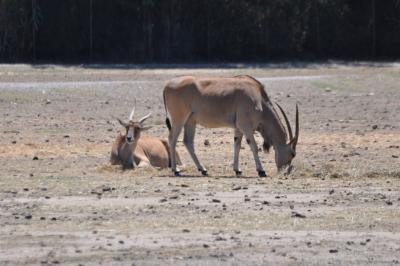 Eland du Cap - 2012