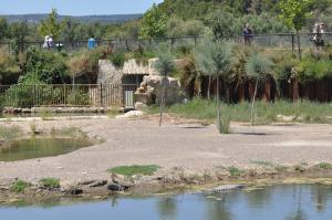 Alligator du Mississippi