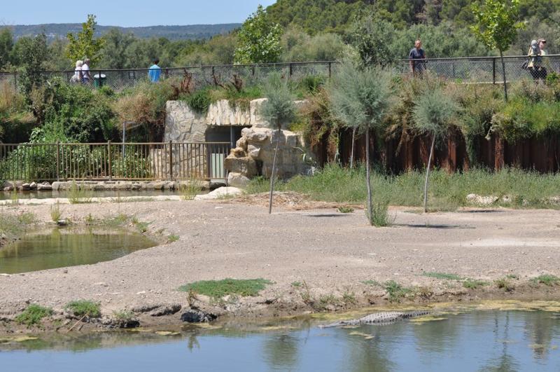 Alligator du Mississippi