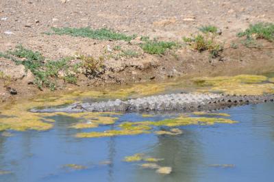 Alligator du Mississippi - 2012
