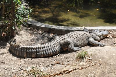 Alligator du Mississippi - 2012