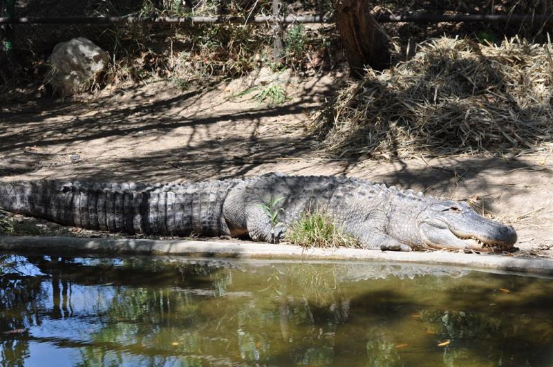 Alligator du Mississippi