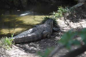 Alligator du Mississippi