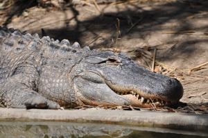 Alligator du Mississippi