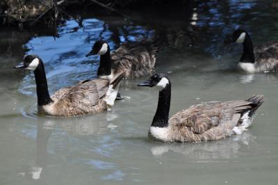 Bernache du Canada - 2012