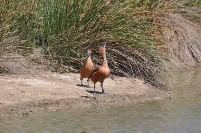 Dendrocygne fauve - 2012