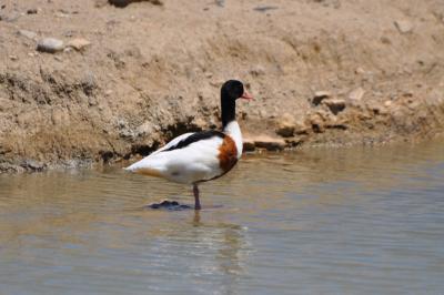 Tadorne de Belon - 2012