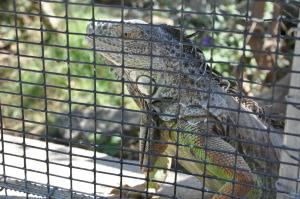 Iguane vert