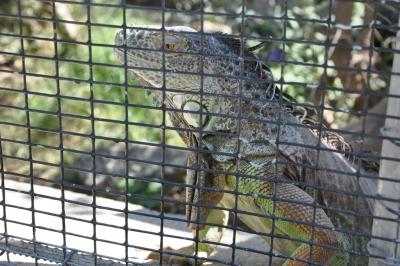 Iguane vert - 2012