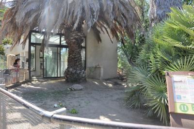 Tortue striée - 2012