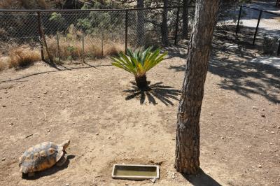 Tortue striée - 2012