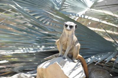 Suricate - 2012