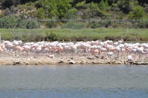 Flamant rose