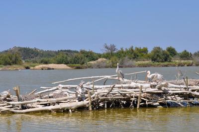 Pélican gris - 2012