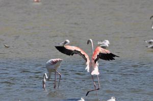 Flamant rose