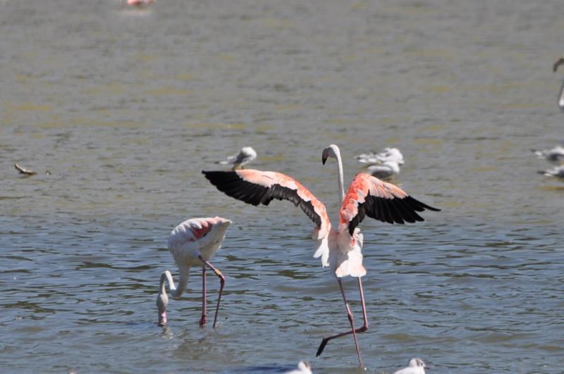 Flamant rose