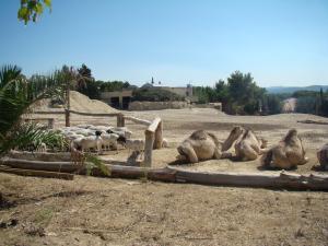 Dromadaire - Mouton de Somalie