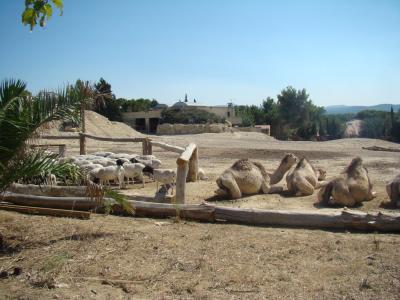 Dromadaire - Mouton de Somalie - 2012