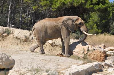 Eléphant d'Afrique - 2012