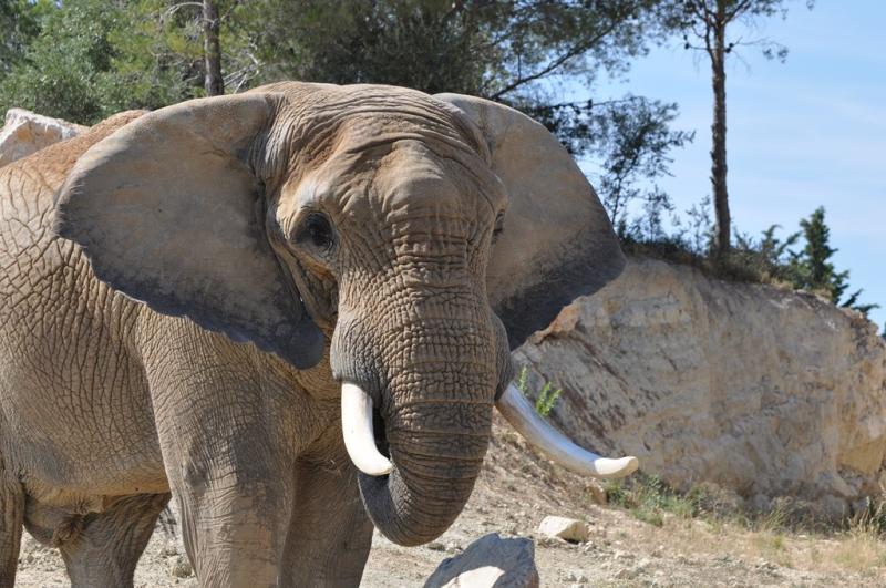 Eléphant d'Afrique