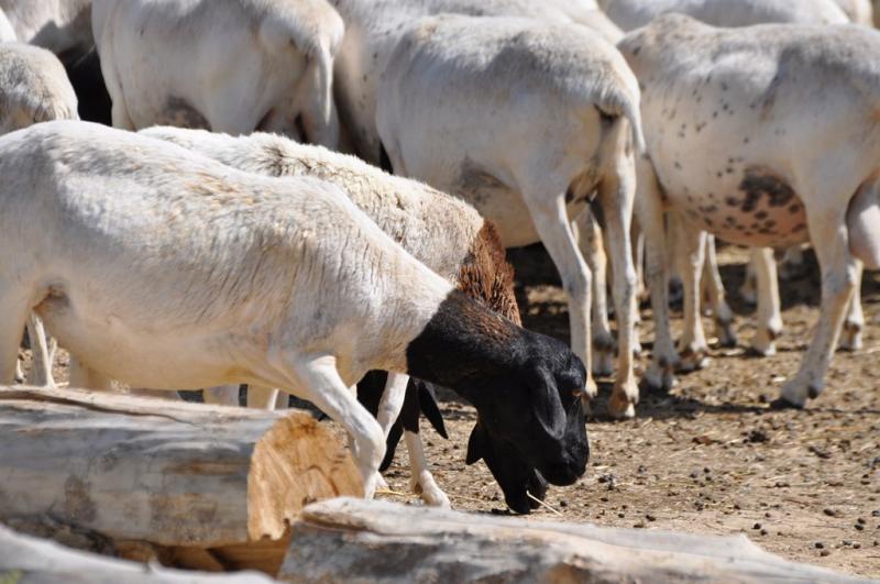 Mouton de Somalie