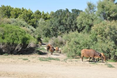 Buffle nain des forêts - 2012