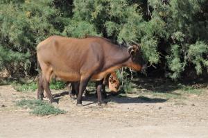 Buffle nain des forêts