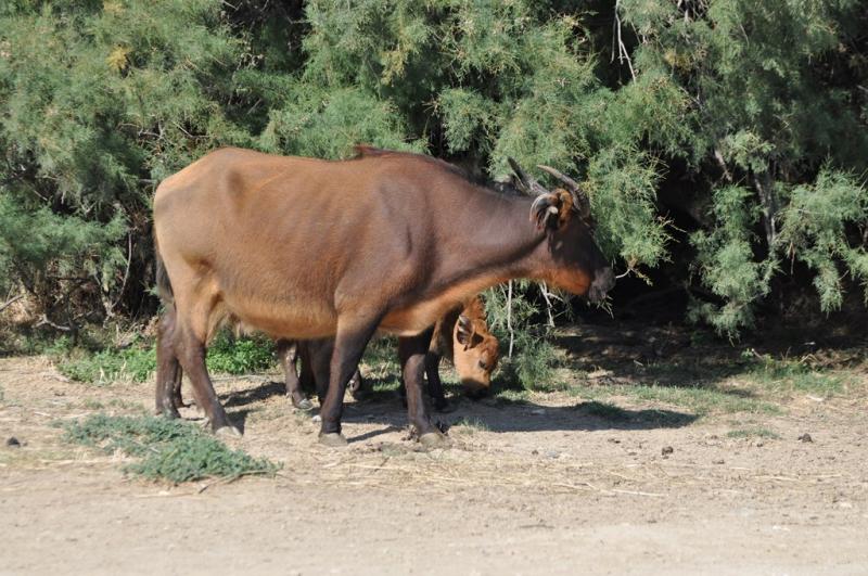 Buffle nain des forêts