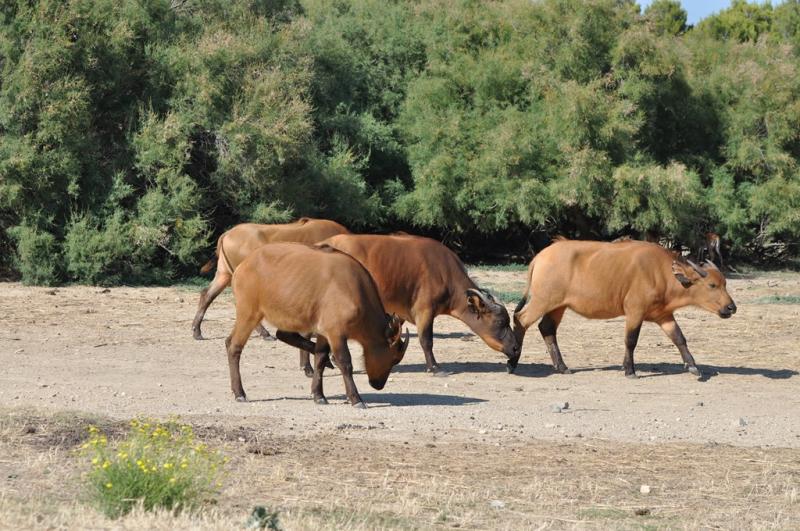 Buffle nain des forêts