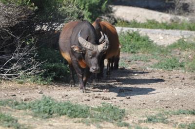 Buffle nain des forêts - 2012