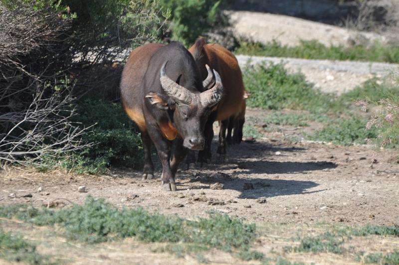 Buffle nain des forêts