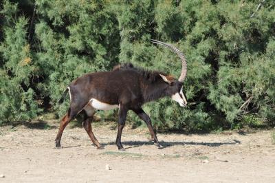 Hippotrague noir - 2012