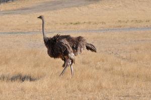 Autruche