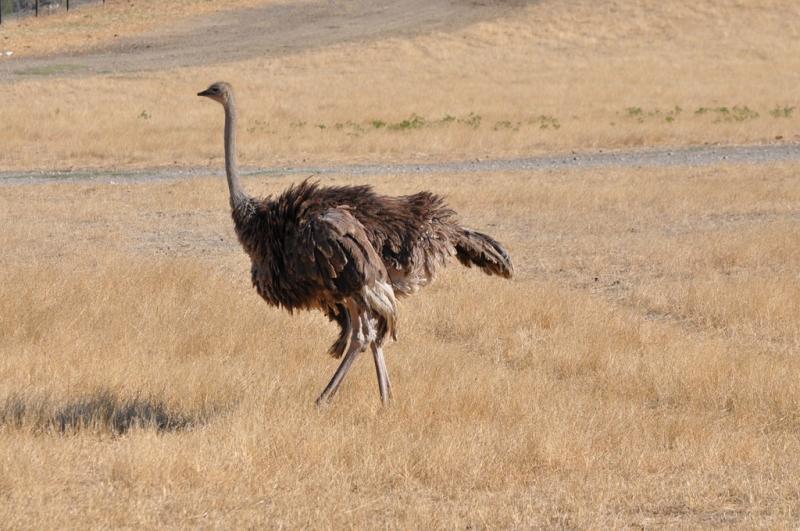 Autruche