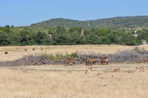Cobe  defessa - Springbok