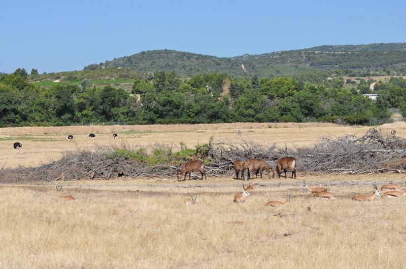 Cobe  defessa - Springbok