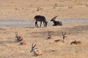 Cobe defessa - Springbok