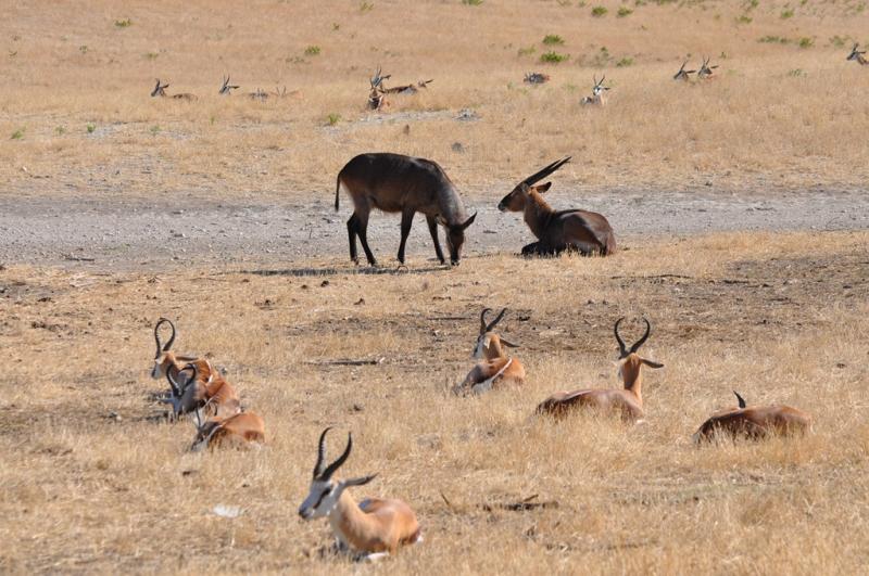 Cobe defessa - Springbok