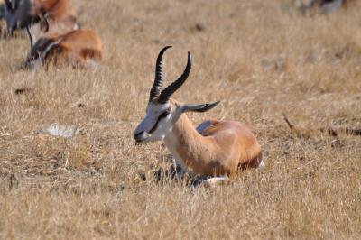 Springbok - 2012