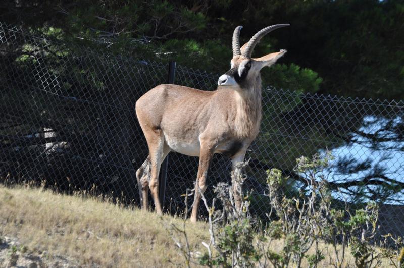 Antilope rouanne