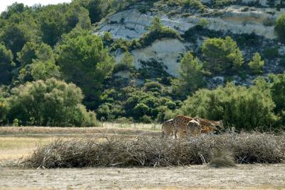 Girafe de Kordofan - 2012