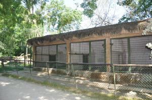 Panthère