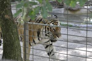 Tigre