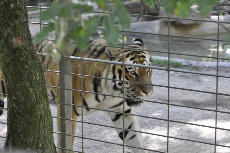 Tigre