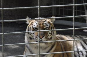 Tigre