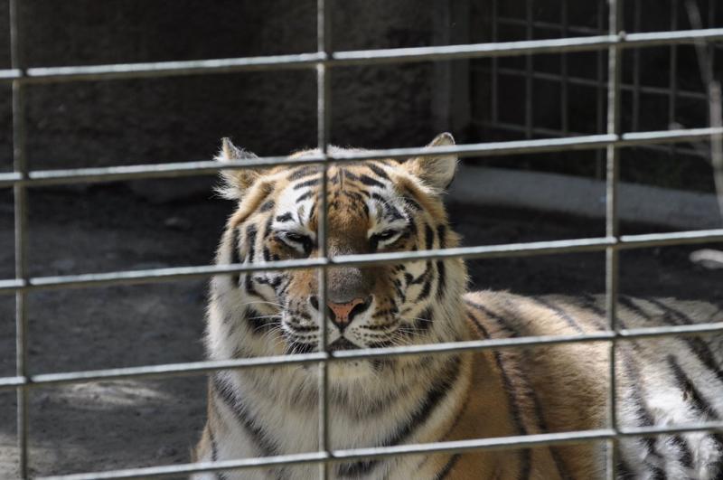 Tigre